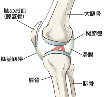 膝関節