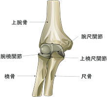 肘関節の痛み