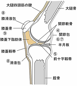 ジャルコー関節