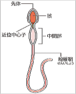 精子図