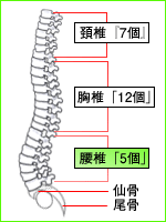 椎間板ヘルニア1