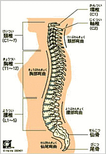 脊髄