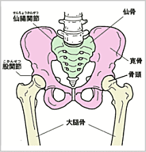 股関節