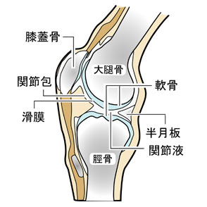 膝関節のしくみ