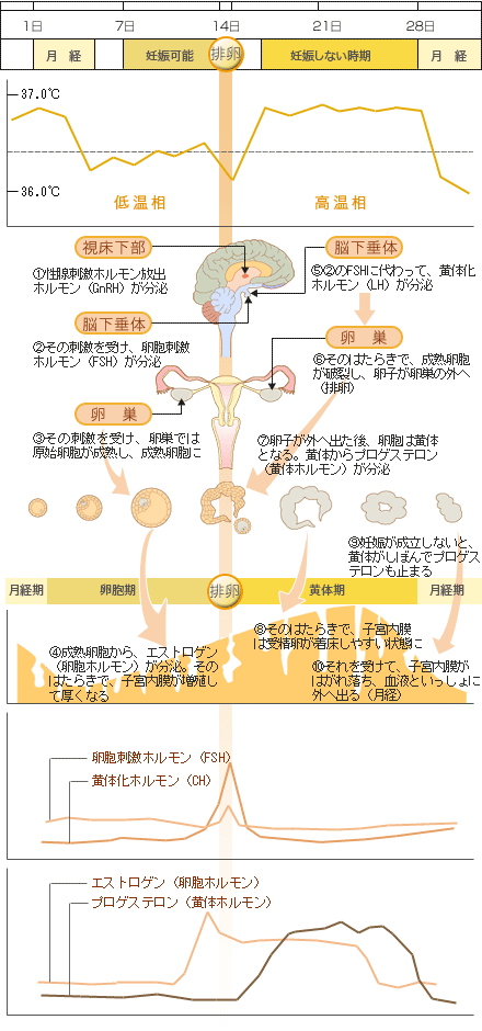 生理の出血量