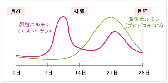 黄体ホルモン　プロゲステロン