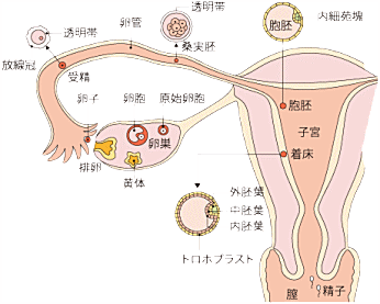 生理の仕組み